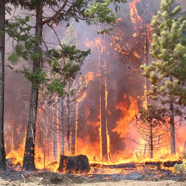 Disaster Preparedness: Bushfire
